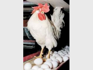 ����� �� ���������� ������������� ������� ��������� �������������� �������