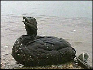 �������: ���� ����� �������� 30 ����� ������