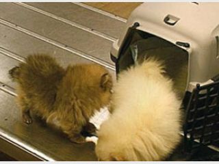 ������� ������ ��������� �����������