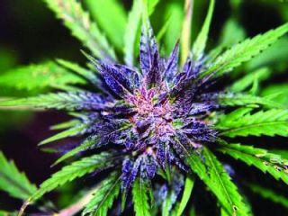 ������������ ��������� ����� ���� &mdash; ����� ����� ��� �� ���