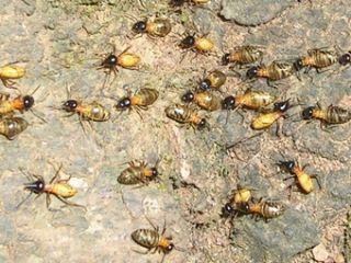 ������� ����� ������ ���������� �������� � �����