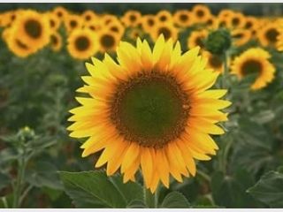 ������������ ���������� ������ ����������� �����