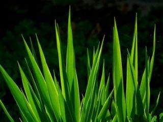 ���������� ������� �������� 