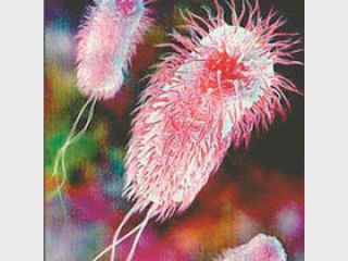 ���� ������ ������ ������ ����, ����������� �������� ��������