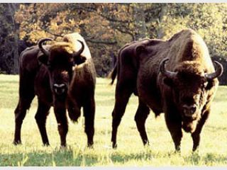 � ���� ���������� ������� ������