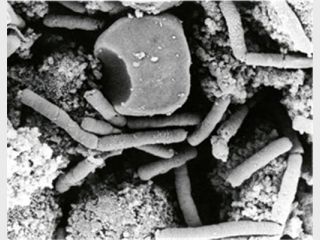 ����������� ����������� ������ ������� ��������� ����