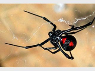 � ����� 5 ������� �������� 