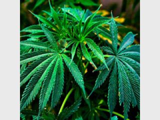 � ����������� ������� ��������� �����������-�����������