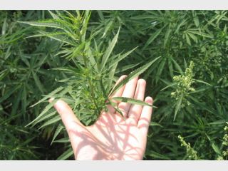 ����������� ������ 50 �� �������