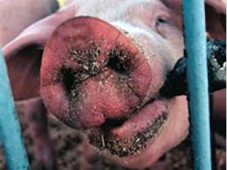 ������� ��������� ���� ������� � ��� ������ ��-�� ���� �� �����������