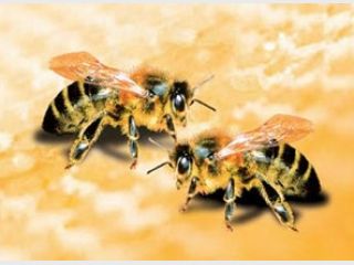 ������ ��������, ��� ����� ����� �������