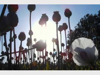 �� ������������ �������� ���������� ����� ������ ���������� � ������� SMS