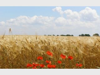 ������볔 &mdash; � �������� �����