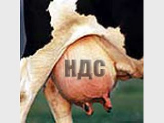 ������ ���� � �������� ���������