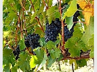 ������������� ��������� �������� ������� �������� ������������