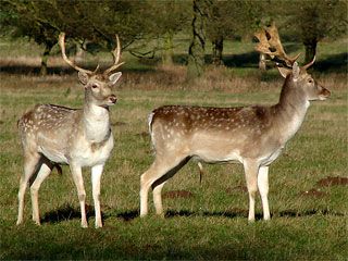 �������� ������� ������ � �������� ��� ���������� ������. ���������� ��������� ����