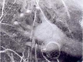 ������� ����� �� ����� �������� ����� � ���������