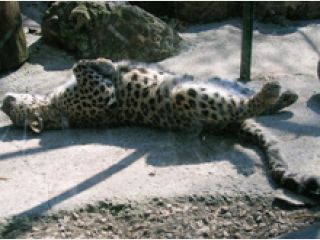 � ��������� �������� ���-�� ������� ��� ����� 10 ��������