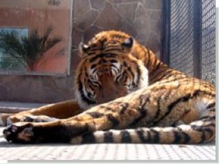 ��� ���� �������� � 