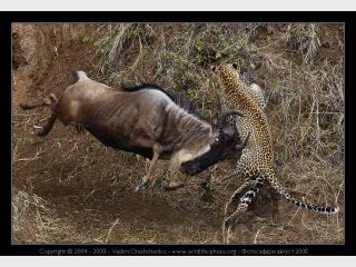 � ������� ��������� ����� �����������