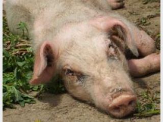 ������� � ���� 2012 �. �������� ������ ������������� �������������������� �������� &mdash; ������������� �������������