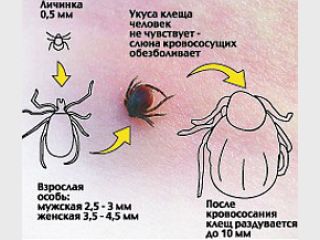 ����� ������ ����� �� �������