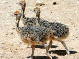 
� ��������� ������� ������������ ��������� ����������� ��������