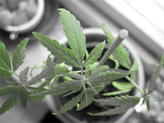 ������ ��������� �������� �� ����������� 150 ������ �������