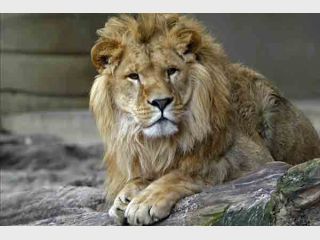 ��� ������� ���� ������� ���������� ��������