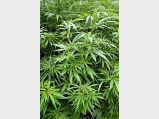 ��� ������ � ���������� ���� ����� 5 ����� ������ �������