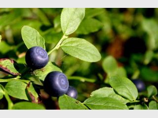 ���������� �������������� �� ������������� ������� ��-��� ��������