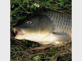 � ����������� ����������� ������ ����� ������ ���� ����