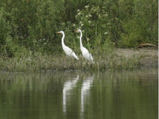 �������� ������������� ���� � ���������� �������