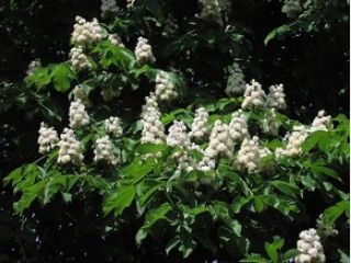 �������� ��� ��������� �������� �������� ������ ��� �����