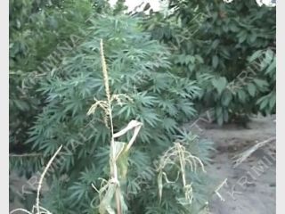 �� ��������� �������� ����� ������� �� �������� ������� ��������!