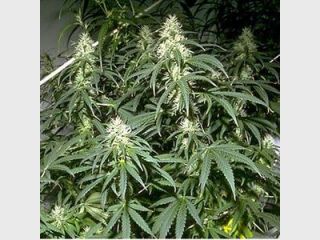 ����������� ����������� ������ 50 �� �������