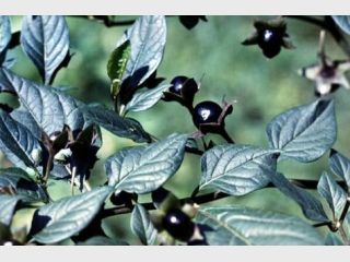 ������� ���������� ���������� ������-������ � ����������� �������