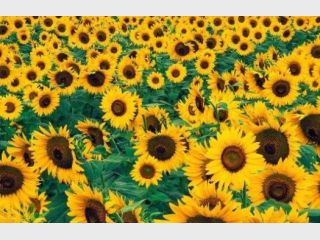 ������� ������ ������ �� �������� ������������� �����