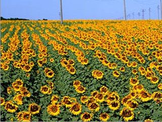 ������� ��������� 200 �������� ����������, ����� ����� ����-������