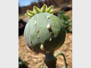 � ����������� ������ ������� ������ ����������