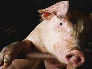 ��������������� ������� ������ �������-����������� ������� ������� ��-�� ������� ���� ������ � ������