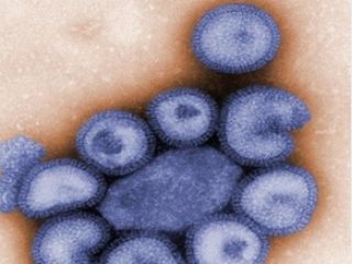 � ������� ������������ 13 ������� ����������� ������� �/H1N1