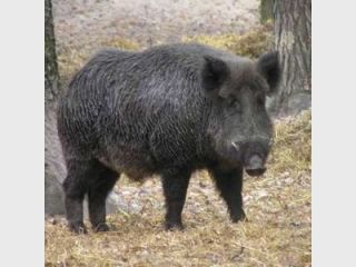 � ���������� ���� ������� ������� ��������� �����������, ������� ������ ������