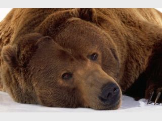 �� ������ ��������� ������ ��������� ����������� �������