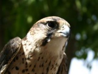 5 �������� �������� ������� ��-�� ������� � �����