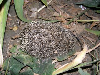 �������� ������� �������� �� ������� ����������� �������� 