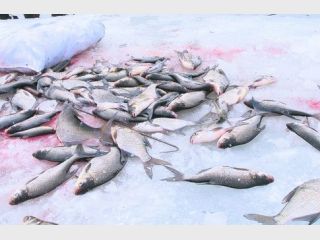 ������� ���� ������� ���������