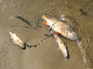 ����� ������� ���� ����� ������ ��������� ����