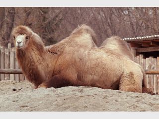 � �������� ����� �������: ���������� ����� 