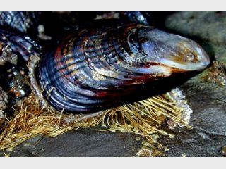 � ����� ��������� ����� ����� � �������� 